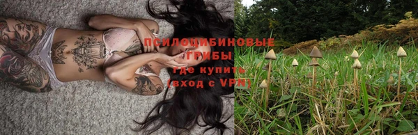 крисы Алзамай